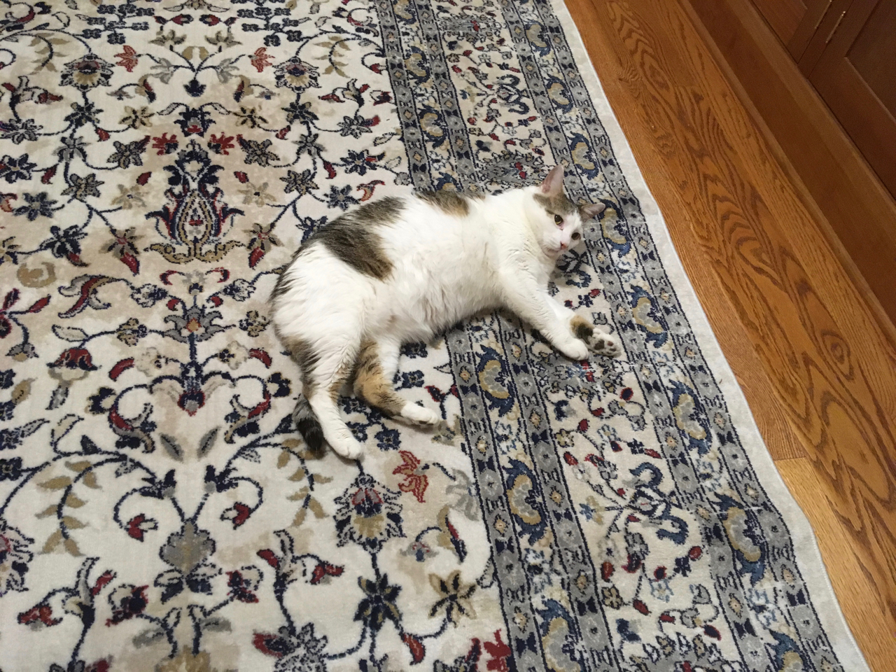 Joe lounging on the rug